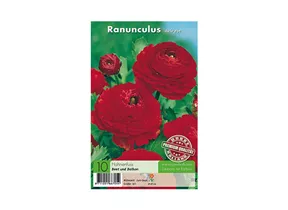 Blumenzwiebeln Premium - Ranunculus Aviv rot Hahnenfuss
