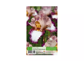 Blumenzwiebeln Premium - Iris germanica Change of Pace Schwertlilie