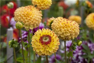 Dahlia 'Sunny Boy' - Ball-Dahlie 'Sunny Boy'