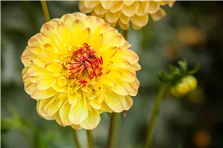 Dahlia 'Sunny Boy' - Ball-Dahlie 'Sunny Boy'