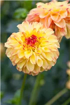 Dahlia 'Sunny Boy' - Ball-Dahlie 'Sunny Boy'