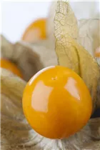 Samen Sperli - Ananaskirsche Goldmurmel Samen Sperli - Ananaskirsche Goldmurmel