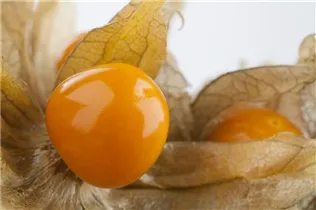 Samen Sperli - Ananaskirsche Goldmurmel Samen Sperli - Ananaskirsche Goldmurmel