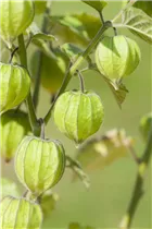 Samen Sperli - Ananaskirsche Goldmurmel Samen Sperli - Ananaskirsche Goldmurmel