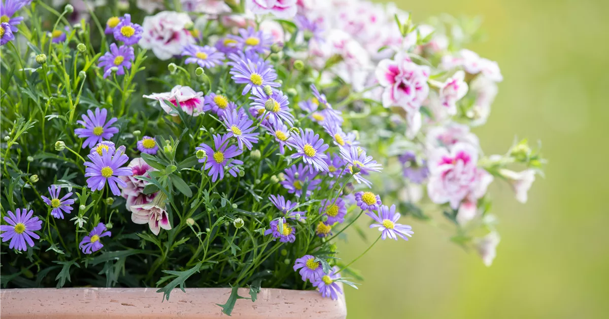  - Alles über Balkonpflanzen: Blütenpracht auch ohne Garten!