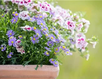 Alles über Balkonpflanzen: Blütenpracht auch ohne Garten!