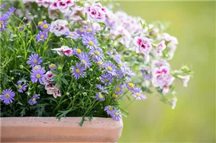 Brachyscome multifida 'Mauve Delight' - Blaues Gänseblümchen 'Mauve Delight' Brachyscome multifida 'Mauve Delight' - Blaues Gänseblümchen 'Mauve Delight'