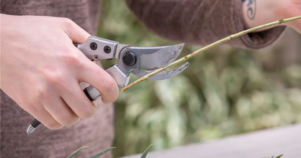  - Amboss oder Bypass? Die richtige Gartenschere auswählen