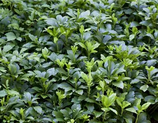 Bodendecker sind vielseitige Unterstützer gegen Unkraut