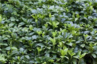 Pachysandra terminalis 'Green Carpet'® - Dickmännchen 'Green Carpet'® Pachysandra terminalis 'Green Carpet'® - Dickmännchen 'Green Carpet'®