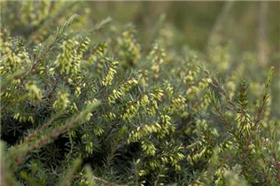 Erica darleyensis - Winterblühende Heide Erica darleyensis - Winterblühende Heide