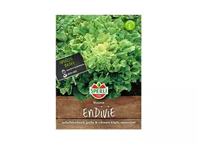 Samen Sperli - Endivie Nuance