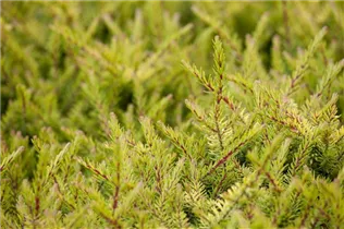 Erica carnea - Schneeheide