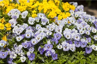  - Viola cornuta 'Ice Babies'®