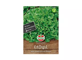 Samen Sperli - Winterendivien Escariol Grüne