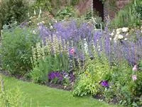 - Das Blumenbeet – Die schönsten Beetpflanzen für den Garten  - Das Blumenbeet – Die schönsten Beetpflanzen für den Garten