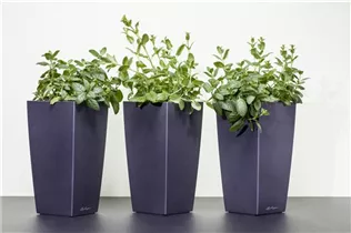 Samen Sperli - Pfefferminze Samen Sperli - Pfefferminze