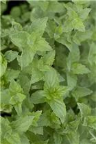 Samen Sperli - Pfefferminze Samen Sperli - Pfefferminze