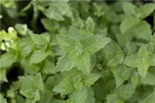 Samen Sperli - Pfefferminze Samen Sperli - Pfefferminze