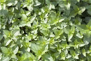 Samen Sperli - Pfefferminze Samen Sperli - Pfefferminze