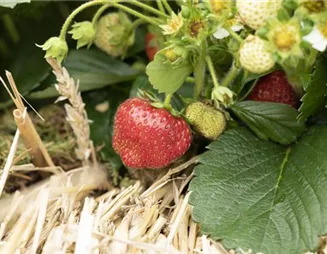 Das Gewächshaus: Ein Freund und Helfer in jedem Garten