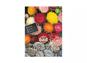 Samen Sperli - Strohblumen Helichrysum bracteatum