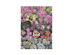 Samen Sperli - Moschusmalven Rosa Samen Sperli - Moschusmalven Rosa