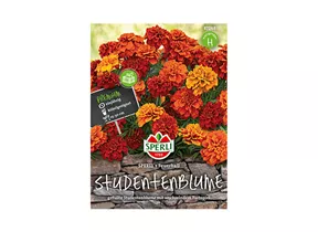 Samen Sperli - Studendenblumen Feuerball