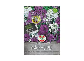 Samen Sperli - Nachtviole Nachtschwärmer