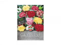 Samen Sperli - Gartennelken Colorista Samen Sperli - Gartennelken Colorista
