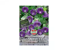 Samen Sperli - Glockenrebe Violette Schönheit Samen Sperli - Glockenrebe Violette Schönheit