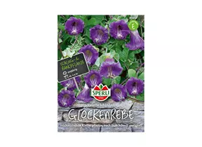 Samen Sperli - Glockenrebe Violette Schönheit Samen Sperli - Glockenrebe Violette Schönheit