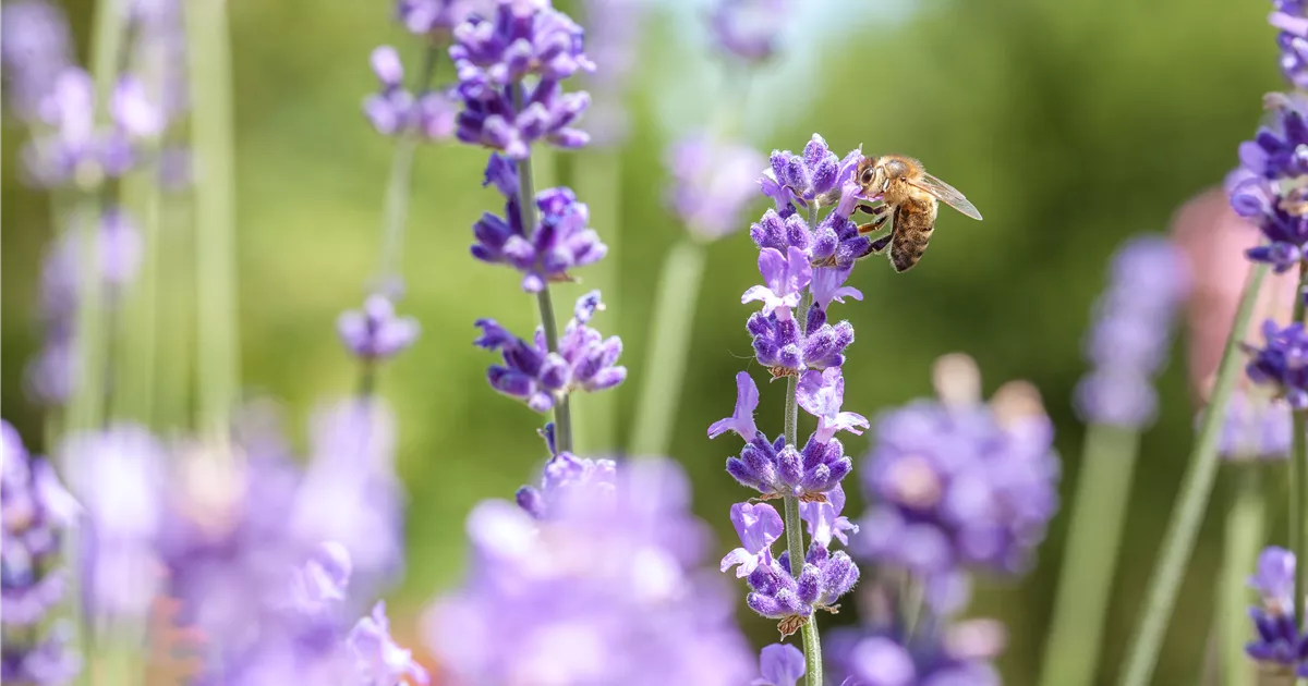  - Ein bienenfreundlicher Garten hilft Pflanze, Tier und Mensch