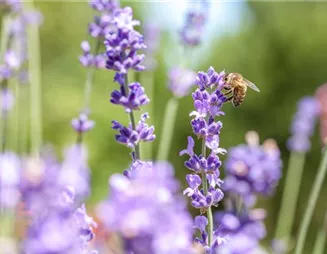 Ein bienenfreundlicher Garten hilft Pflanze, Tier und Mensch