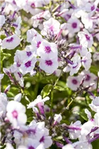Phlox paniculata 'Bright Eyes' - Hohe Garten-Flammenblume