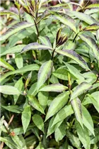 Phlox paniculata 'Starfire' - Hohe Garten-Flammenblume 'Starfire'