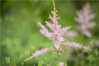 Astilbe simplicifolia 'Hennie Graafland' - Kahle Garten-Prachtspiere 'Hennie Graafland'