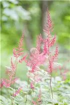 Astilbe simplicifolia 'Sprite' - Kleine Garten-Prachtspiere 'Sprite'