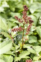 Blumenzwiebeln Premium - Prachtspiere Astilbe rosa - 1 Stück Blumenzwiebeln Premium - Prachtspiere Astilbe rosa - 1 Stück