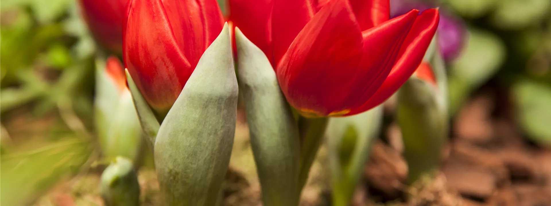 Tulipa Tulipa