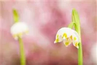 - Gartenblumen im Frühjahr pflanzen und der Sommer blüht auf  - Gartenblumen im Frühjahr pflanzen und der Sommer blüht auf