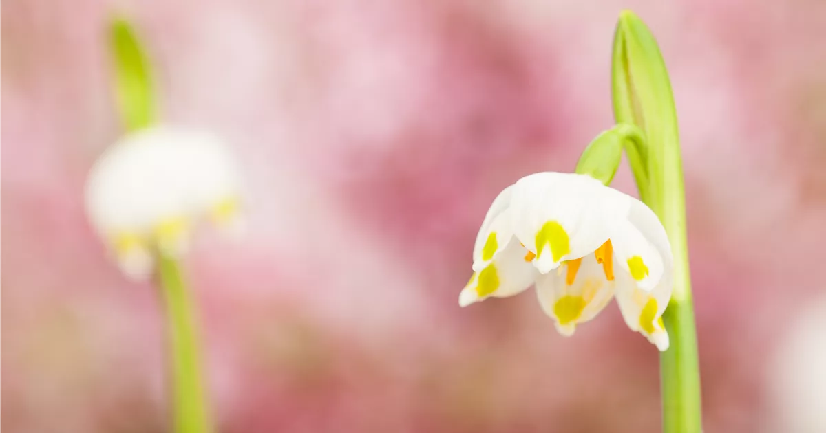  - Gartenblumen im Frühjahr pflanzen und der Sommer blüht auf