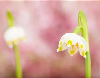Gartenblumen im Frühjahr pflanzen und der Sommer blüht auf
