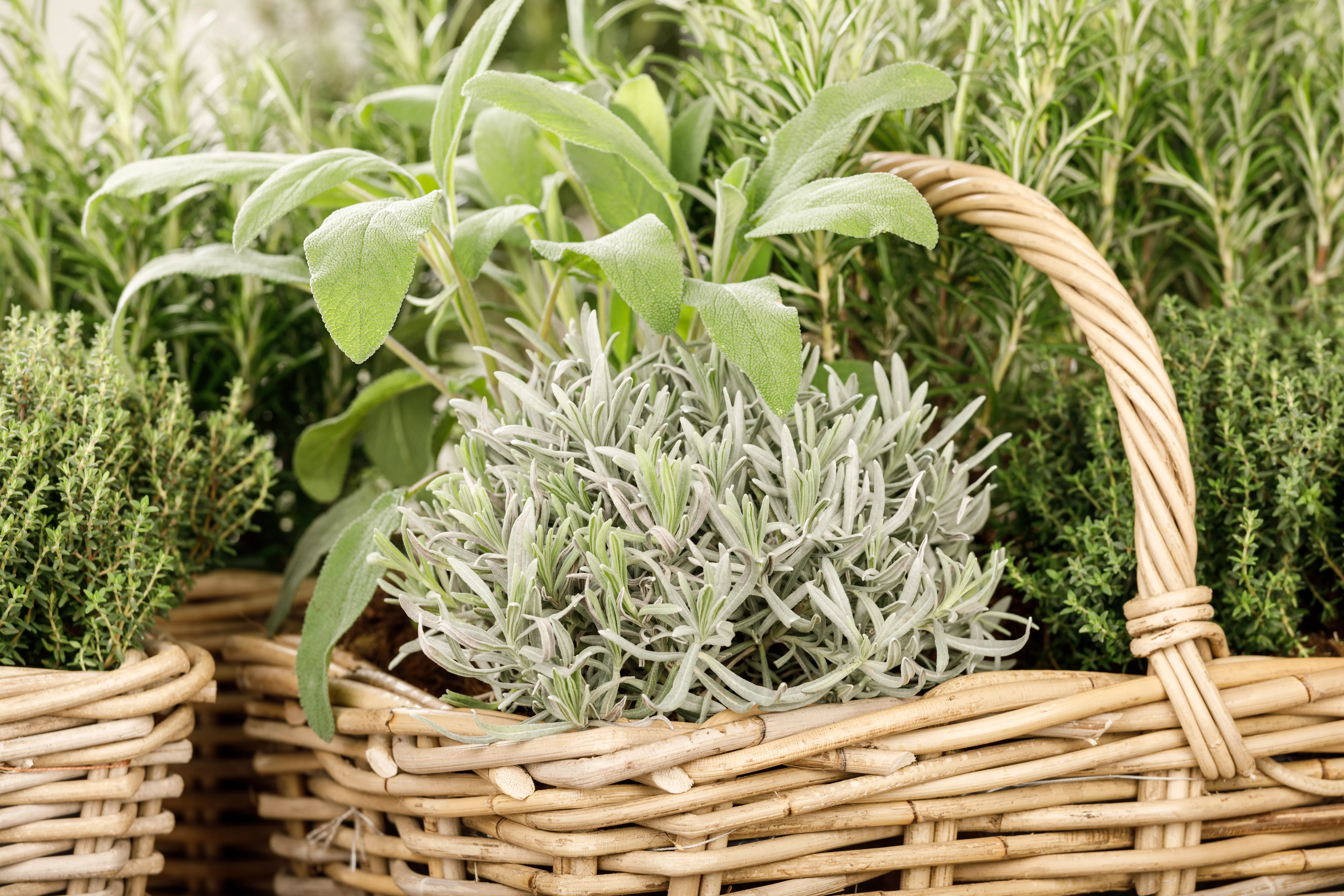 - Gemüse- und Kräutergarten – Frische Vitamine hinterm Haus!  - Gemüse- und Kräutergarten – Frische Vitamine hinterm Haus!