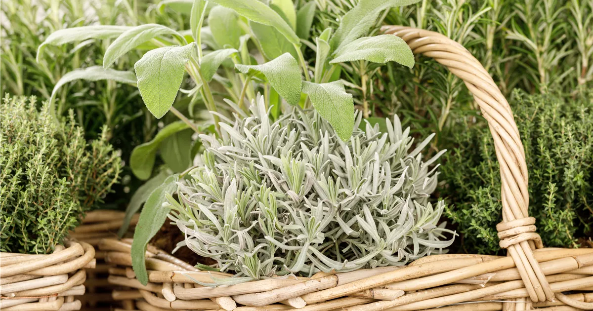  - Gemüse- und Kräutergarten – Frische Vitamine hinterm Haus!