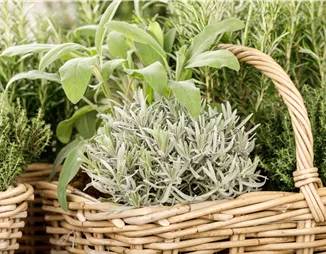 Gemüse- und Kräutergarten – Frische Vitamine hinterm Haus!