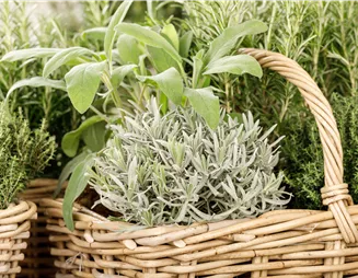 Gemüse- und Kräutergarten – Frische Vitamine hinterm Haus!