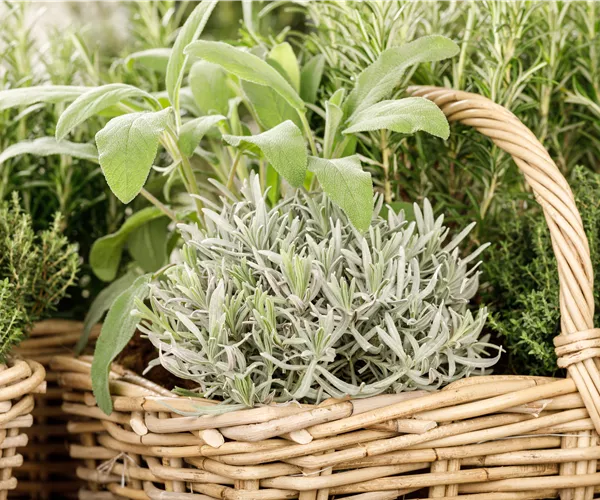 - Gemüse- und Kräutergarten – Frische Vitamine hinterm Haus!  - Gemüse- und Kräutergarten – Frische Vitamine hinterm Haus!