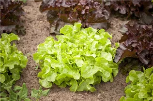 Lactuca sativa var. acephala - Eichblattsalat