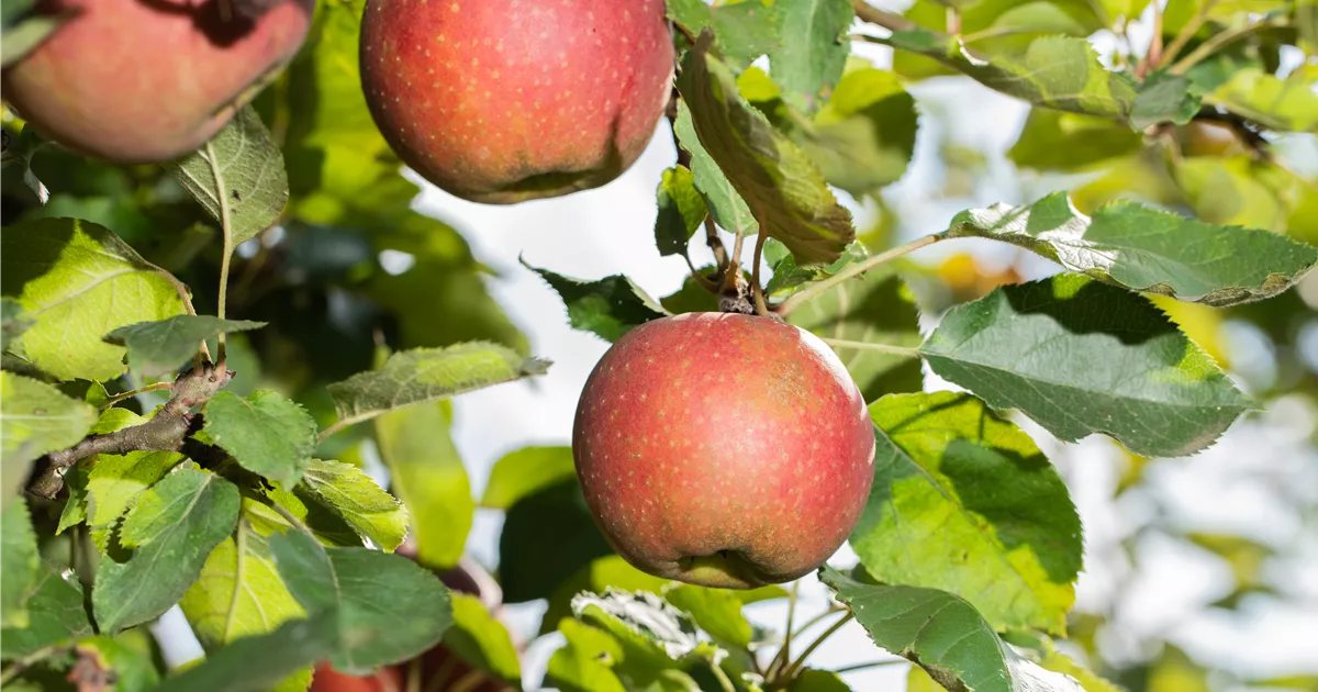  - Gesund und grün – Alles rund um Obstpflanzen im Garten